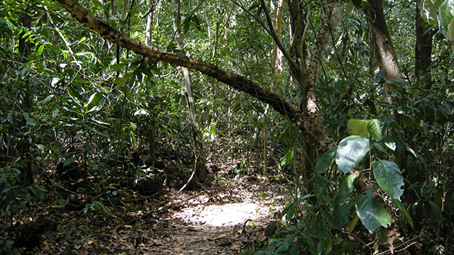 The program will also be available for streaming online.